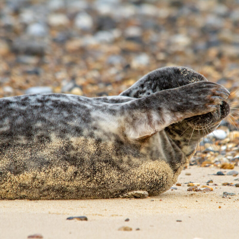 Seals in Norfolk - Sunday 11th December