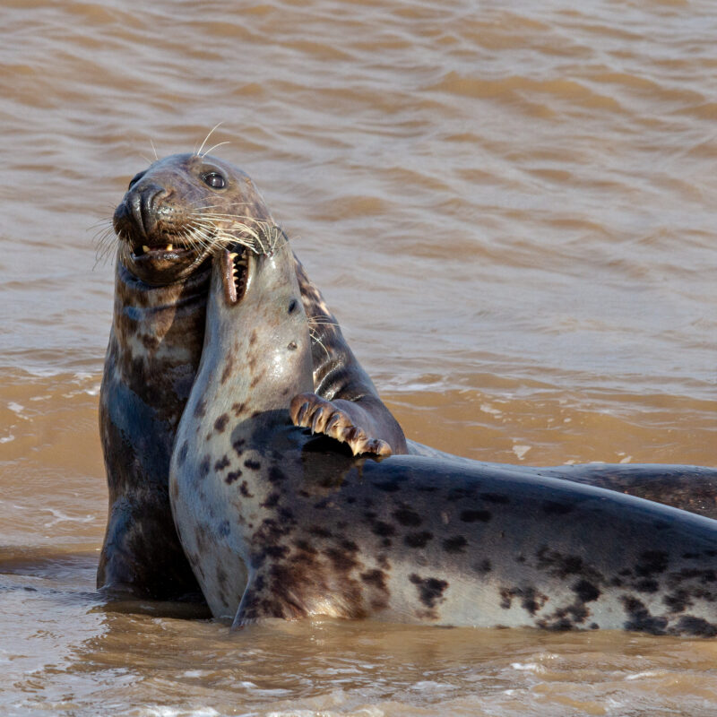 Seals in Norfolk - Saturday 10th December