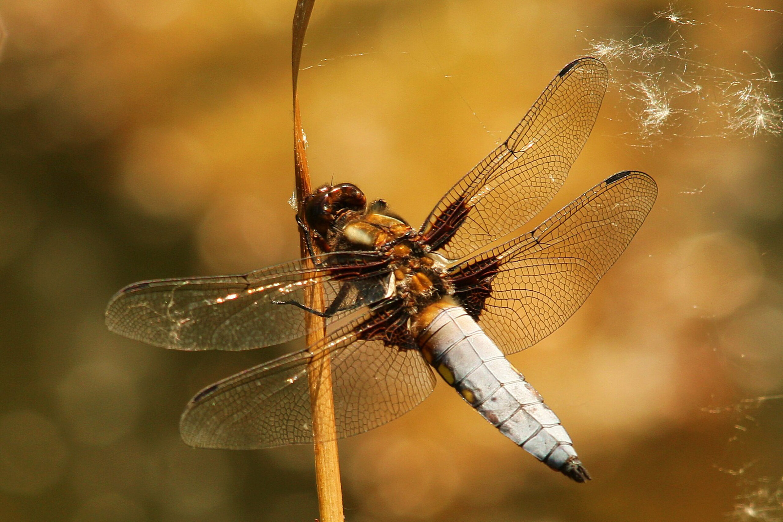Broad bodied chaser 1